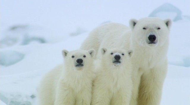 Ayılar ve Ormandaki Casus fotoğrafı