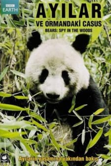 Ayılar ve Ormandaki Casus (2004) afişi