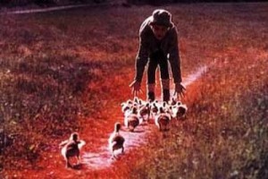 Eve Uçuş Fotoğrafı