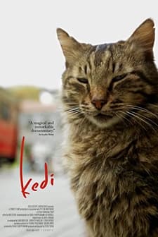 Kedi (2016) afişi