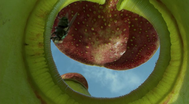 Madagaskar Fotoğrafı