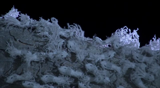 Madagaskar Fotoğrafı