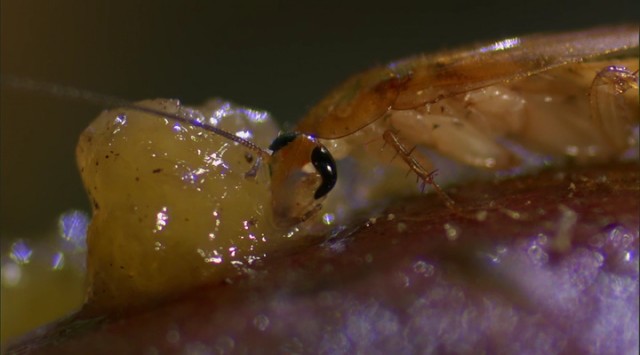 Madagaskar Fotoğrafı