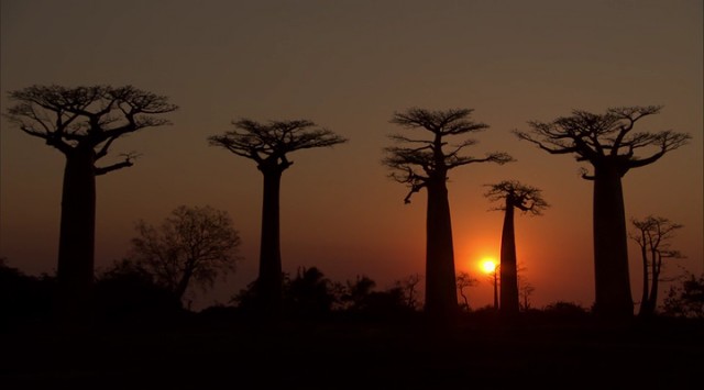 Madagaskar Fotoğrafı