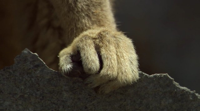 Madagaskar Fotoğrafı