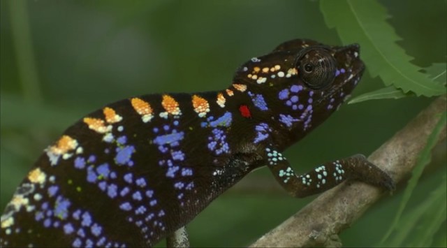 Madagaskar Fotoğrafı