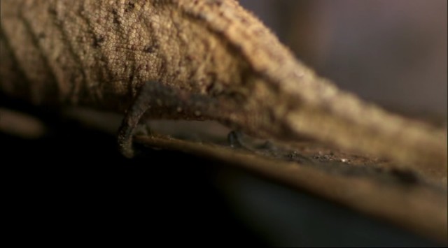 Madagaskar Fotoğrafı