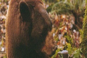 Eve Dönüş fotoğrafı