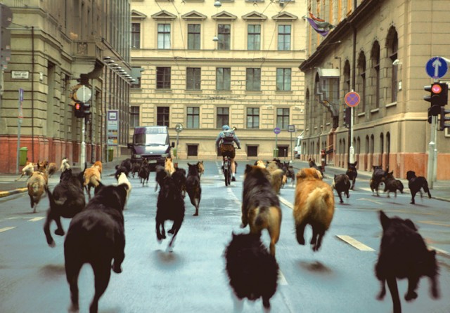 Beyaz Tanrı fotoğrafı