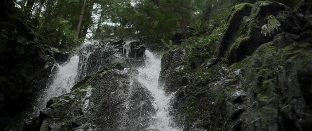 Ölüm Ormanı fotoğrafı