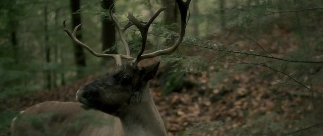 Ölüm Ormanı fotoğrafı