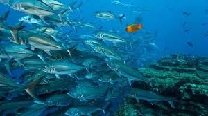 Okyanus Krallığı fotoğrafı