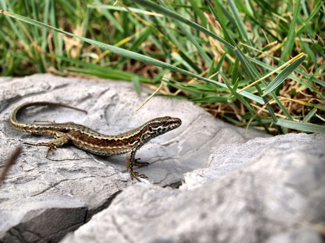 Soğuk Kanlı Yaşam fotoğrafı