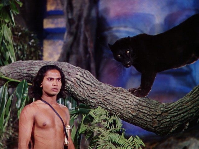 Ormanın Kitabı Fotoğrafı