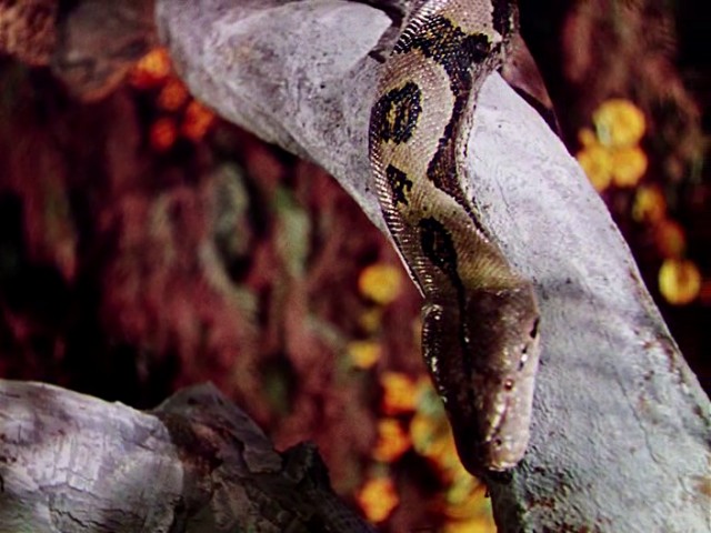 Ormanın Kitabı Fotoğrafı