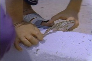 Kurbağalar Fotoğrafı