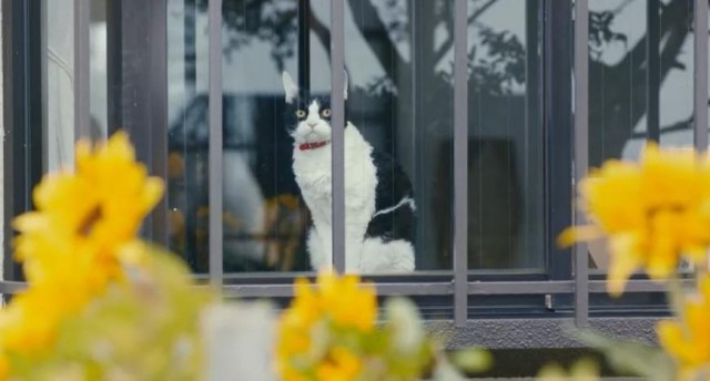 Tabineko Report fotoğrafı