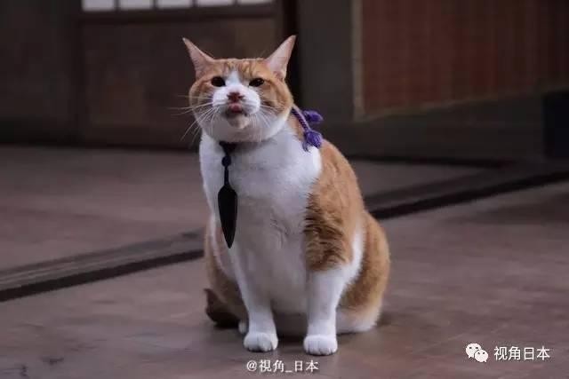 Neko Ninja Fotoğrafı