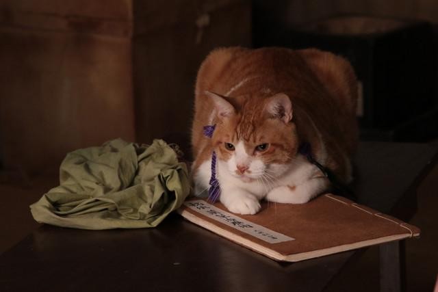 Neko Ninja Fotoğrafı