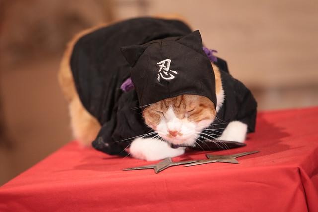 Neko Ninja Fotoğrafı