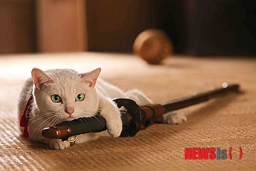 Neko Ninja Fotoğrafı