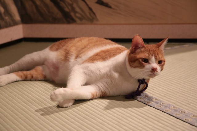 Neko Ninja fotoğrafı