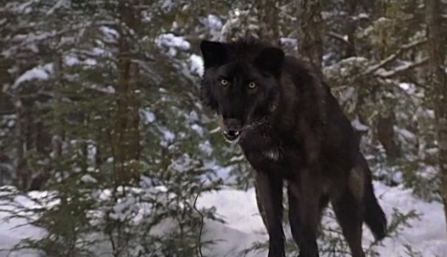 Beyaz Diş fotoğrafı