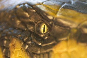 Anaconda 2: Lanetli Orkidenin Peşinde fotoğrafı