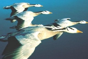 Kuşlar Kanatlı Uygarlık Fotoğrafı