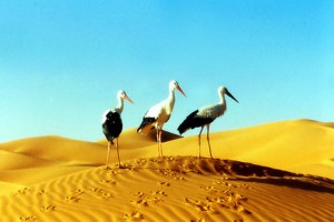 Kuşlar Kanatlı Uygarlık fotoğrafı