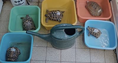 Schildkröten Panzer (2017) afişi