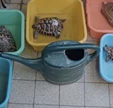 Schildkröten Panzer (2017) afişi