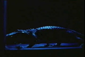 Alligator fotoğrafı