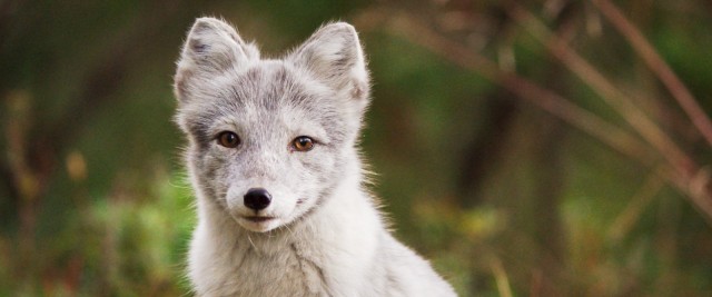 Ailo: Une odyssée en Laponie fotoğrafı
