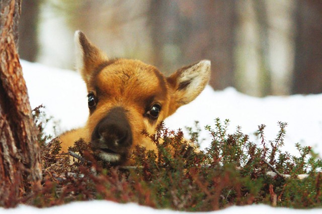 Ailo: Une odyssée en Laponie fotoğrafı