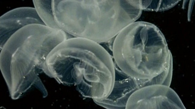 Yaradılış: Büyük Sır fotoğrafı