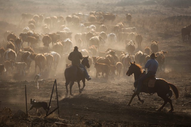 The Power of the Dog Fotoğrafı
