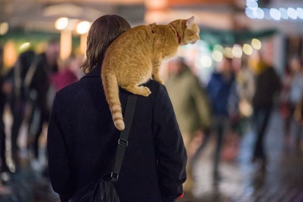 A Gift From Bob fotoğrafı