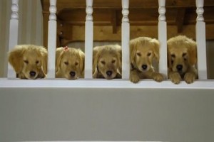 Harika Köpekler Fotoğrafı