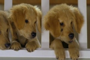 Harika Köpekler Fotoğrafı