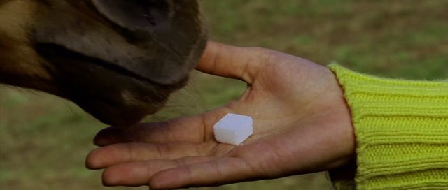 Lump Of Sugar fotoğrafı