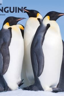 Penguins (2019) afişi