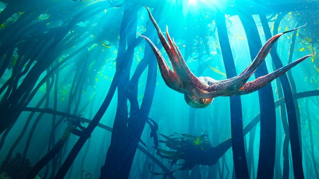 Ahtapottan Öğrendiklerim fotoğrafı