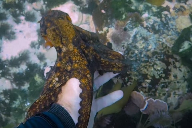 Ahtapottan Öğrendiklerim fotoğrafı