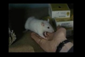 Willard'ın Fareleri Fotoğrafı