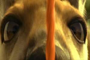 Kanguru Jack Fotoğrafı