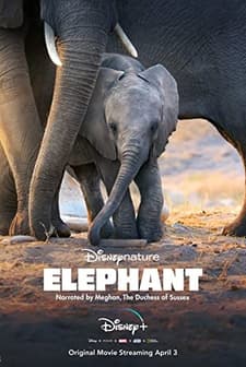 Elephant (2020) afişi