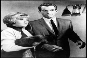 Ah Şu Kedi fotoğrafı