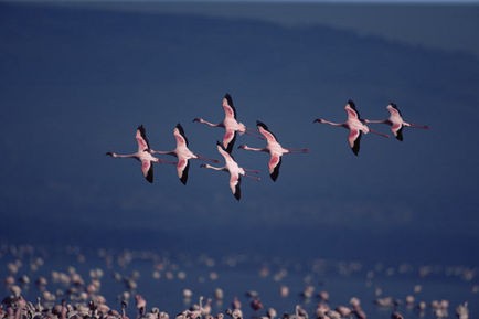 Pembe Kanatlar: Flamingolarin Gizemi Fotoğrafı