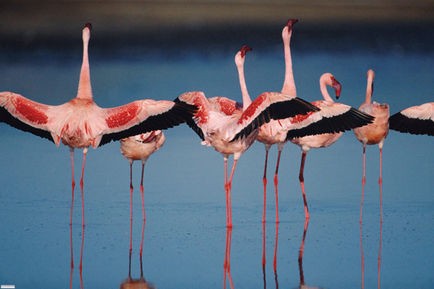 Pembe Kanatlar: Flamingolarin Gizemi Fotoğrafı
